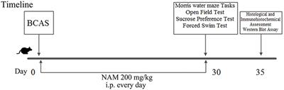 Nicotinamide Improves Cognitive Function in Mice With Chronic <mark class="highlighted">Cerebral Hypoperfusion</mark>